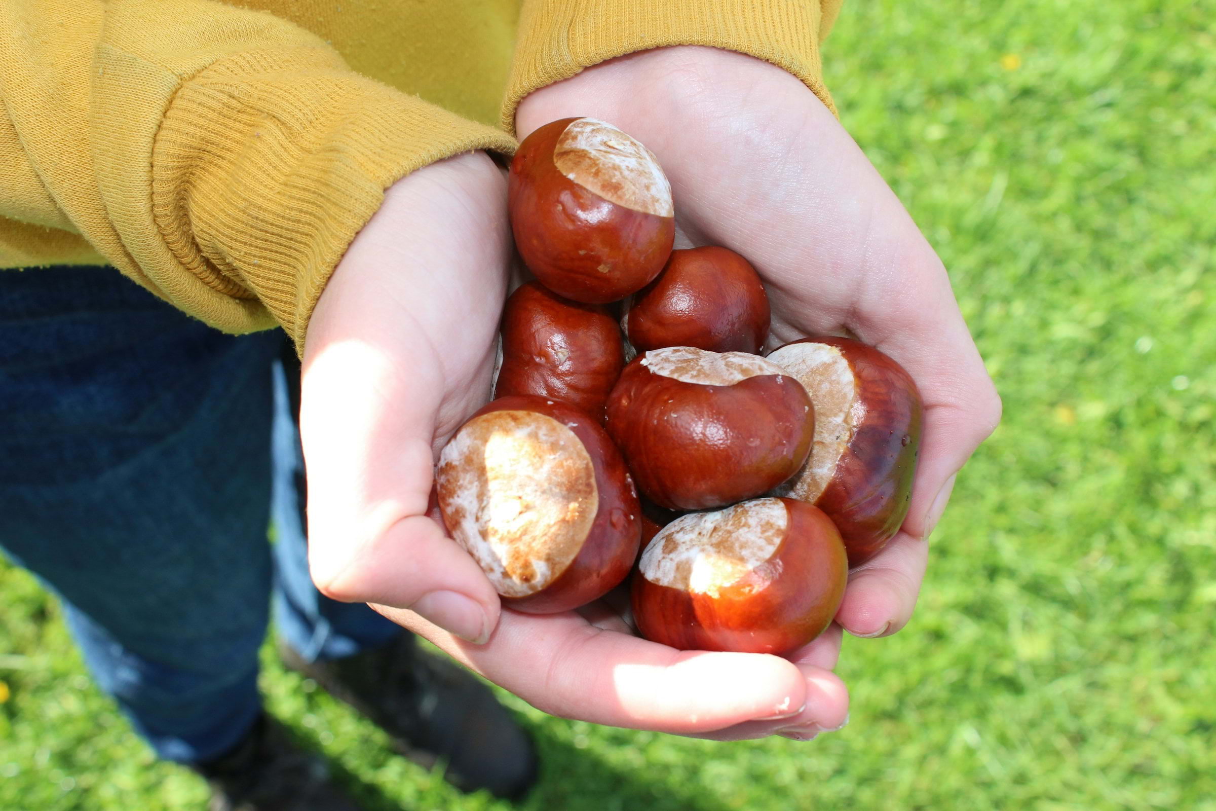 Throw down at the world-famous Conker Championships 2024