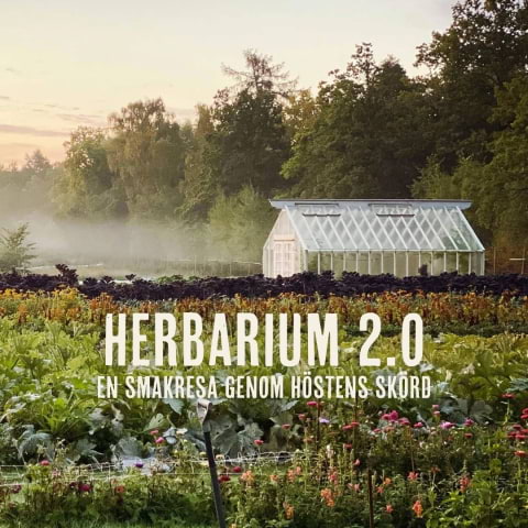 Herbarium 2.0 – höstmiddagar på Rosendals Trädgård