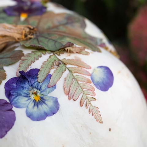 Craft your own pressed-flower pumpkin