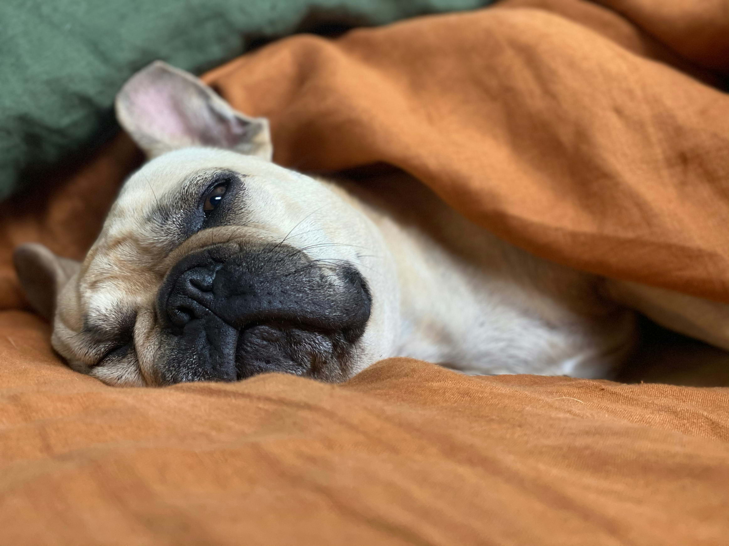 A French bulldog napping in a rusty orange duvet