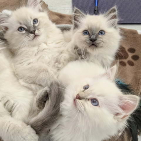 Get stuck into the purrfect kitty yoga in Central London