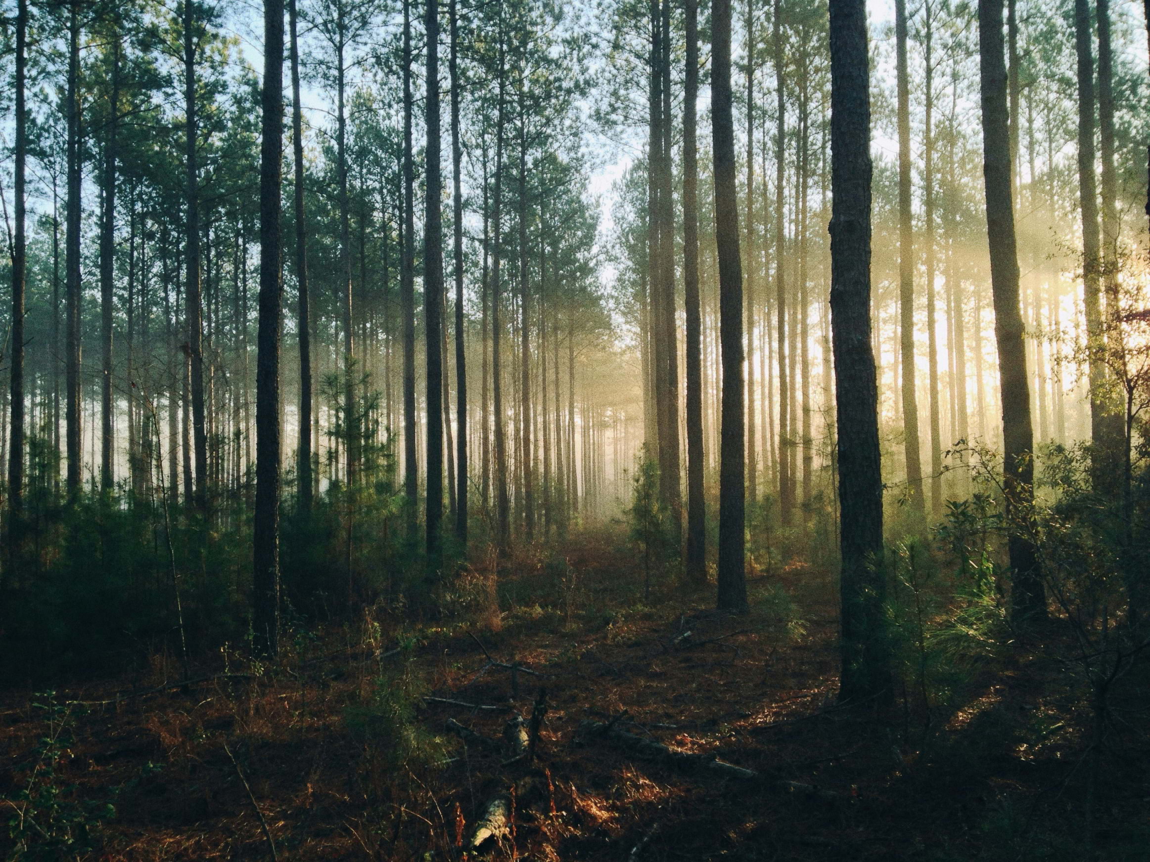 The Forest Within brings immersive soundscapes to Dulwich
