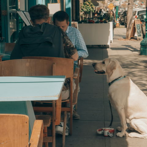 Dog-friendly restaurants in Marylebone