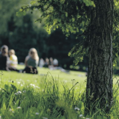 Kirra picknicken hos Downtown Camper