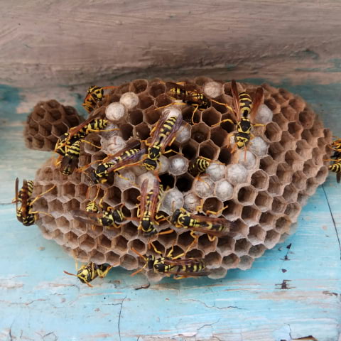 Explore the secret life of wasps at the Grant Museum