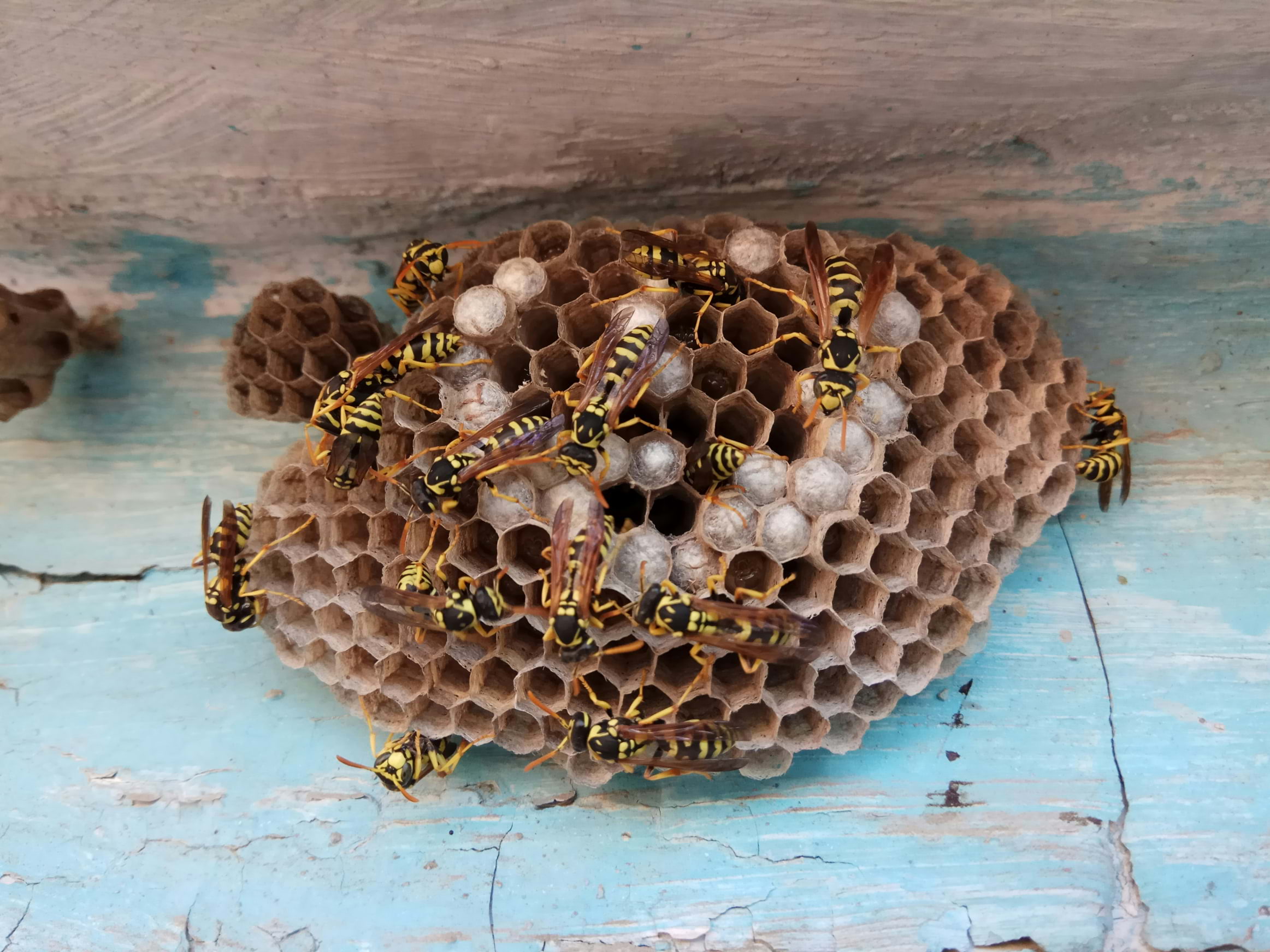 A cluster of wasps on a hive