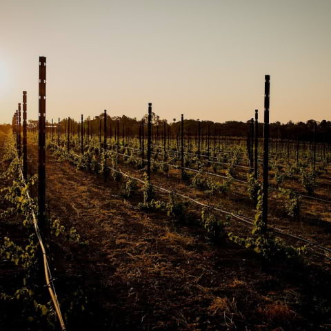 Wine, dine and unwind at Los Mochis with Ridge Vineyards