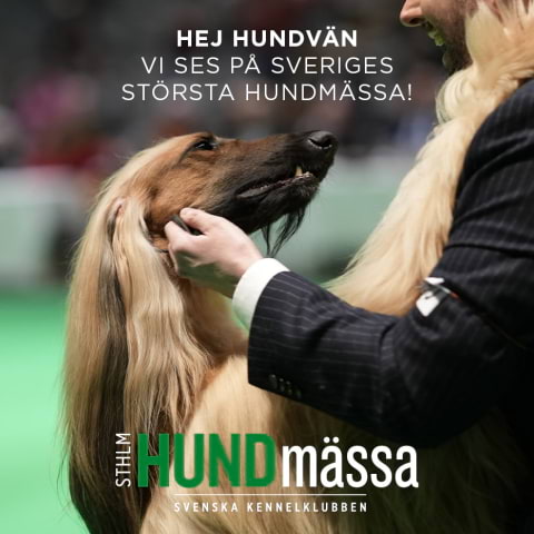 Stockholm Hundmässa 2025