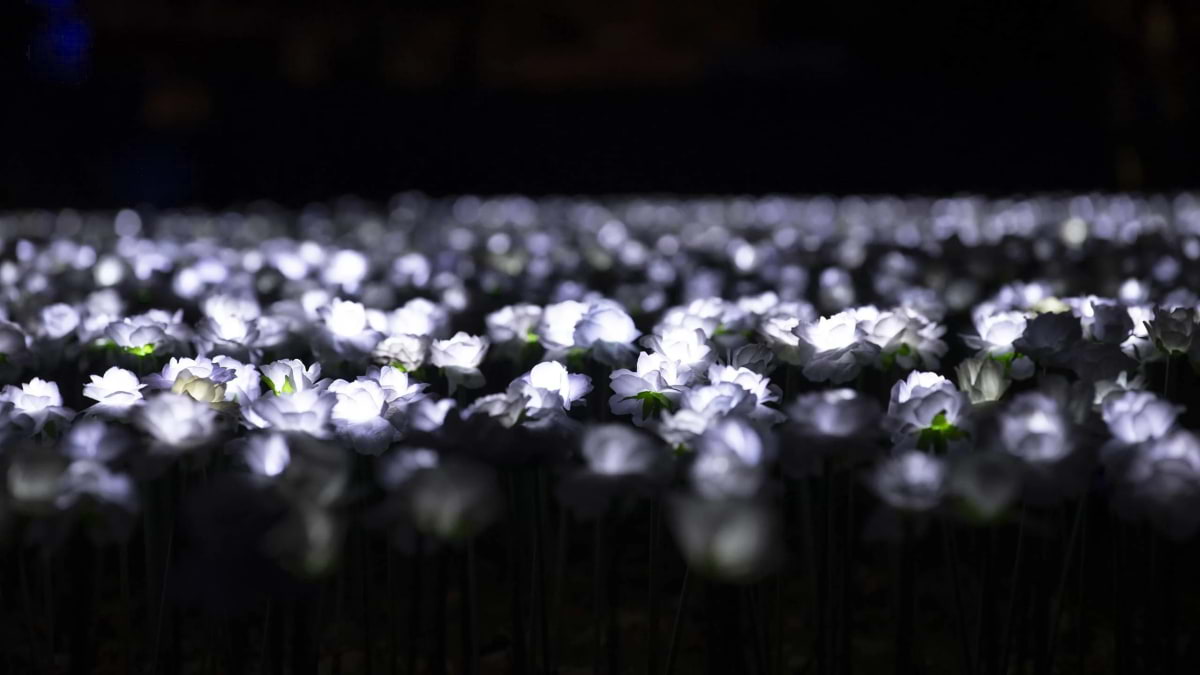 The Ever After Garden has moved but is as touching as ever – What to do this weekend