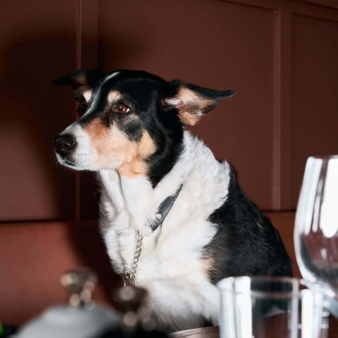 The best dog-friendly restaurants in Brighton