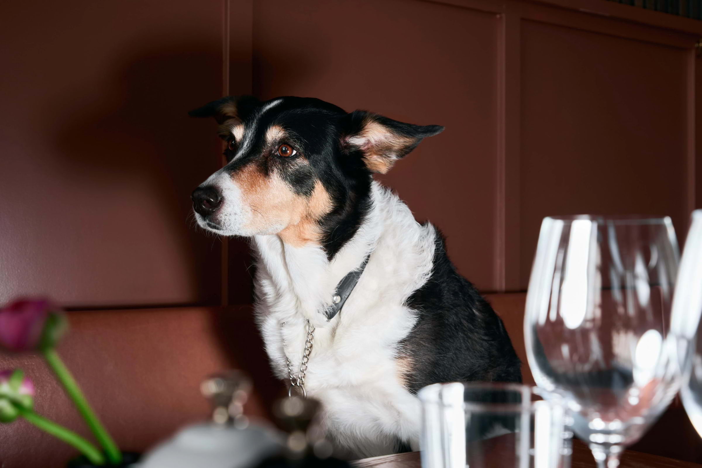 The best dog-friendly restaurants in Brighton