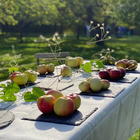 Äppelfest intar Djurgården