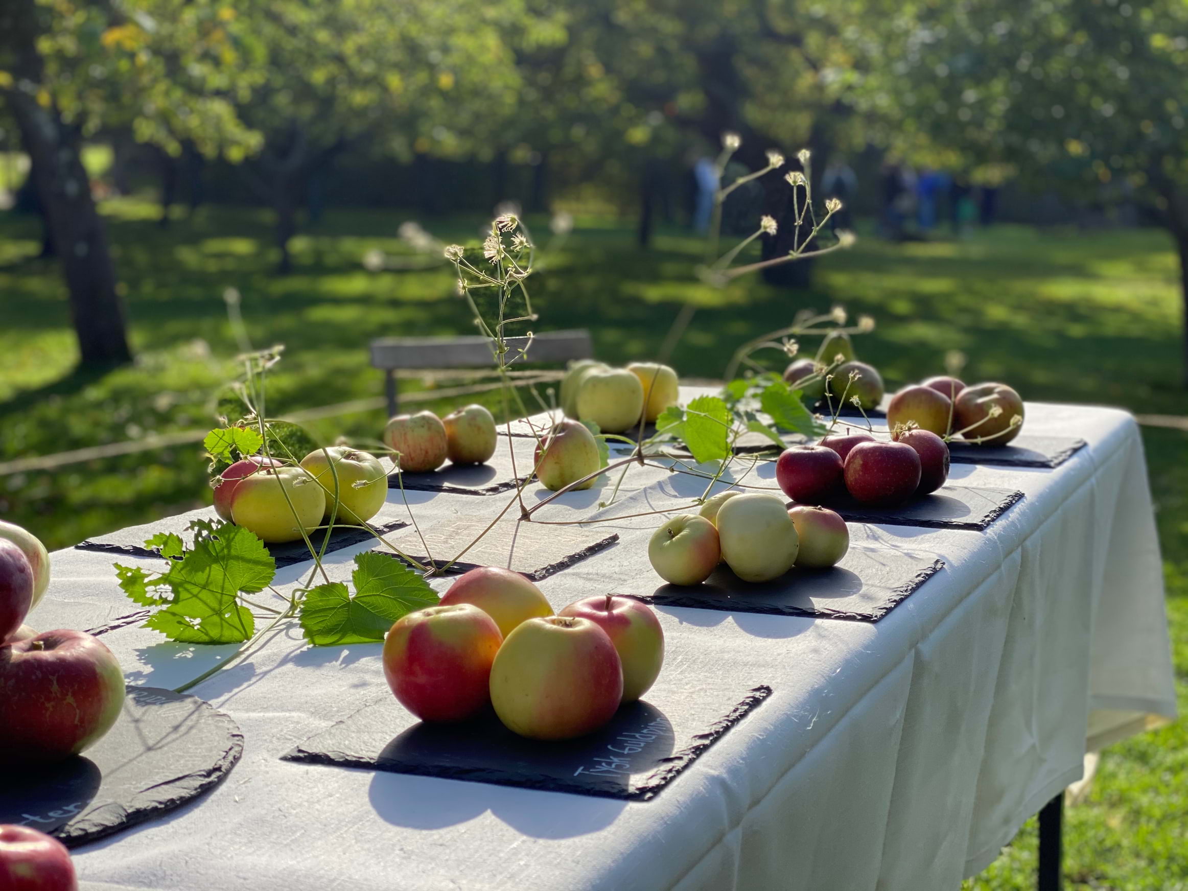 Äppelfest intar Djurgården