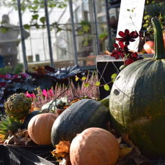 Här hittar du Göteborgs bästa höstmarknader