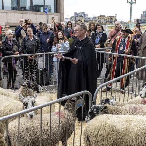Watch sheep cross Southwark Bridge at London's annual Sheep Drive