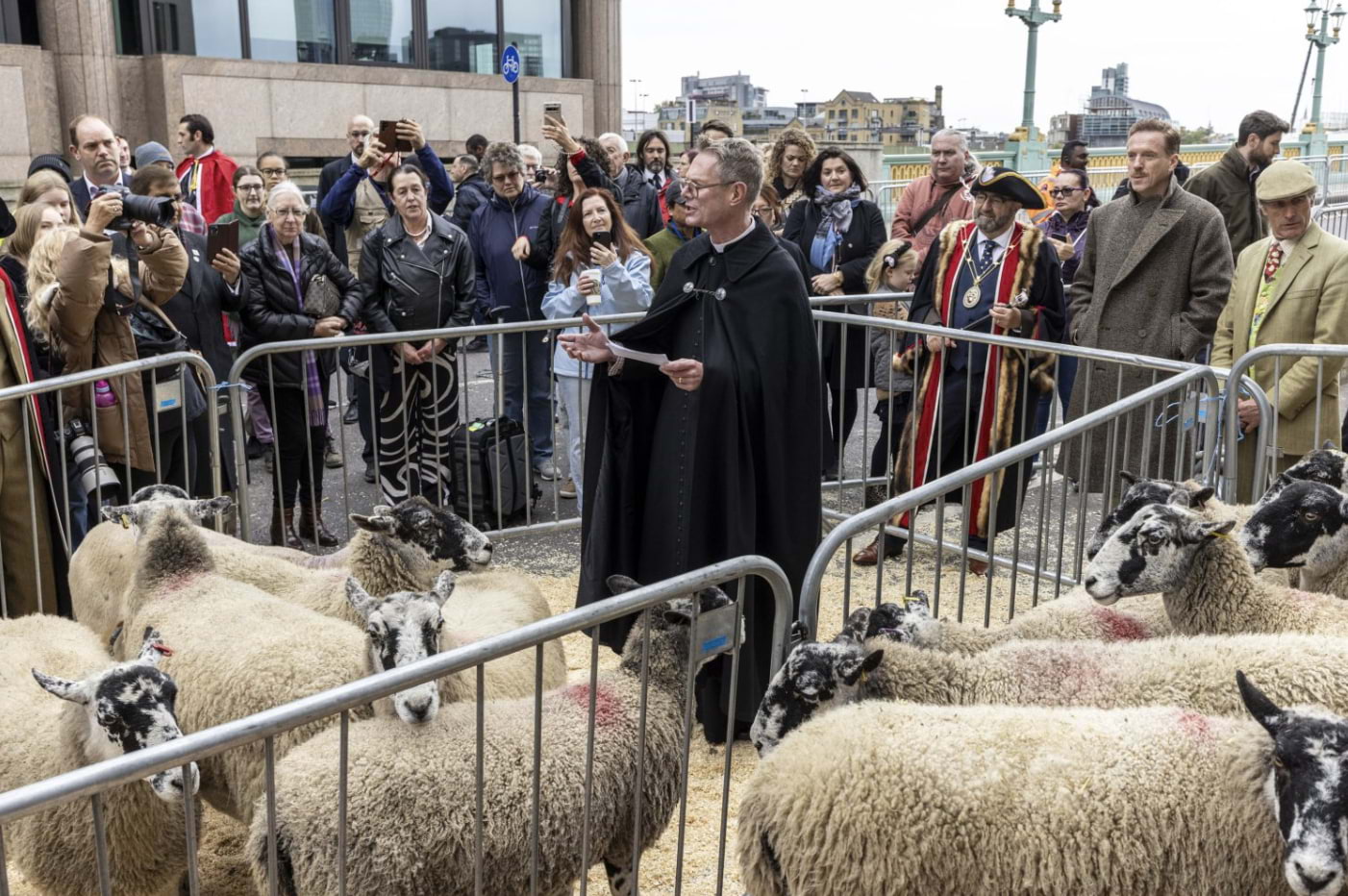 Watch sheep cross Southwark Bridge at London's annual Sheep Drive