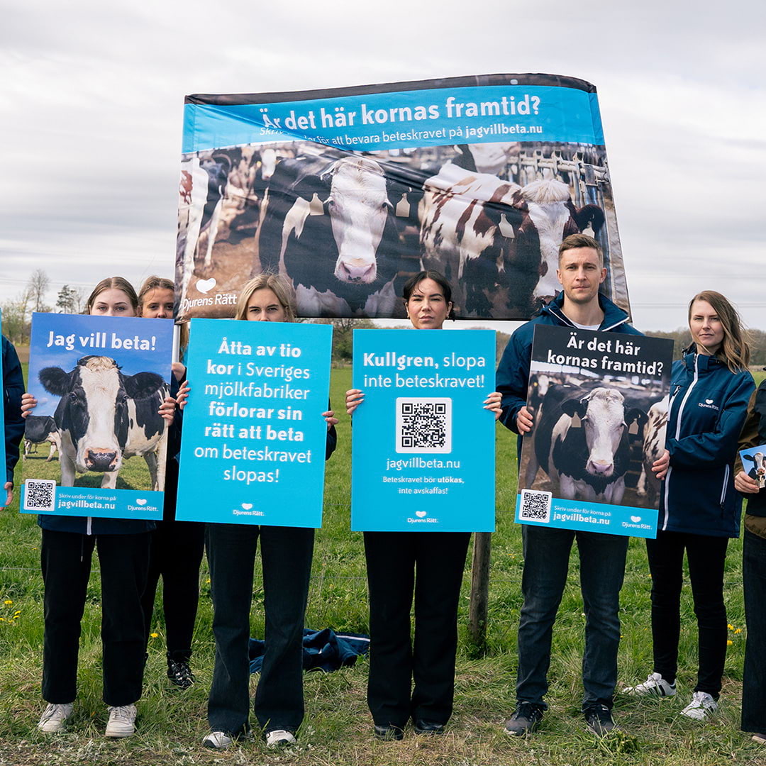 Panelsamtal: Why Look at Cows