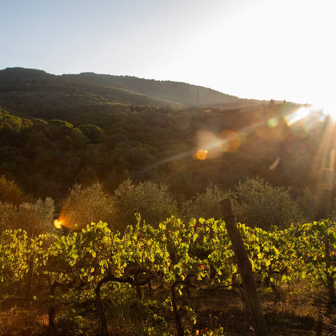 Djupdykning i Toscana