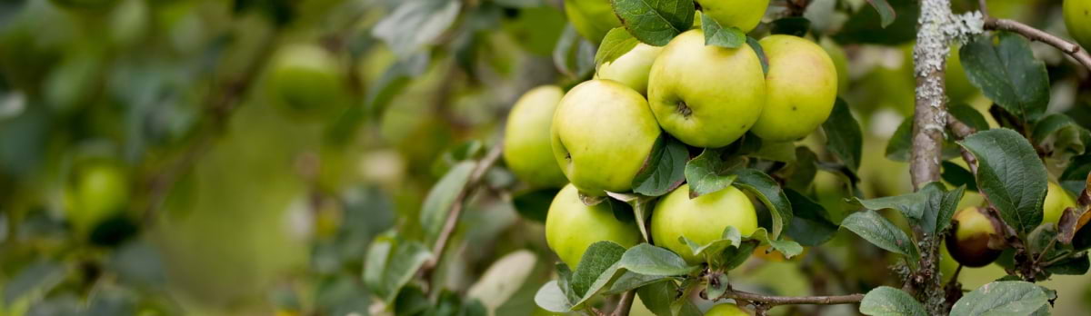 An ancient orchard tradition returns to south London – What to do this weekend