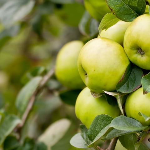 An ancient orchard tradition returns to south London