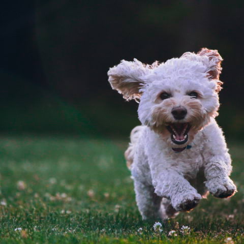 Turn your weekend walk into a wellness day for your dog