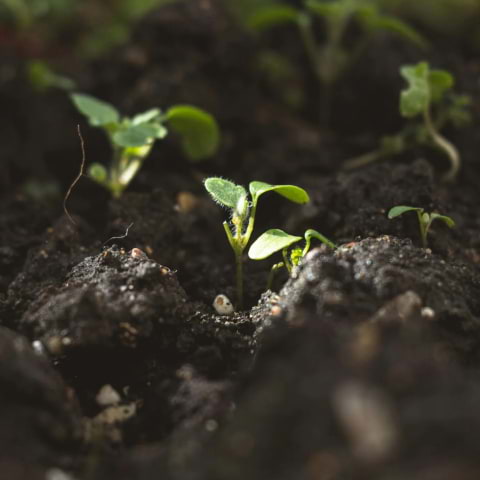 Vetenskap & allm&auml;nhet &ndash; Om jord