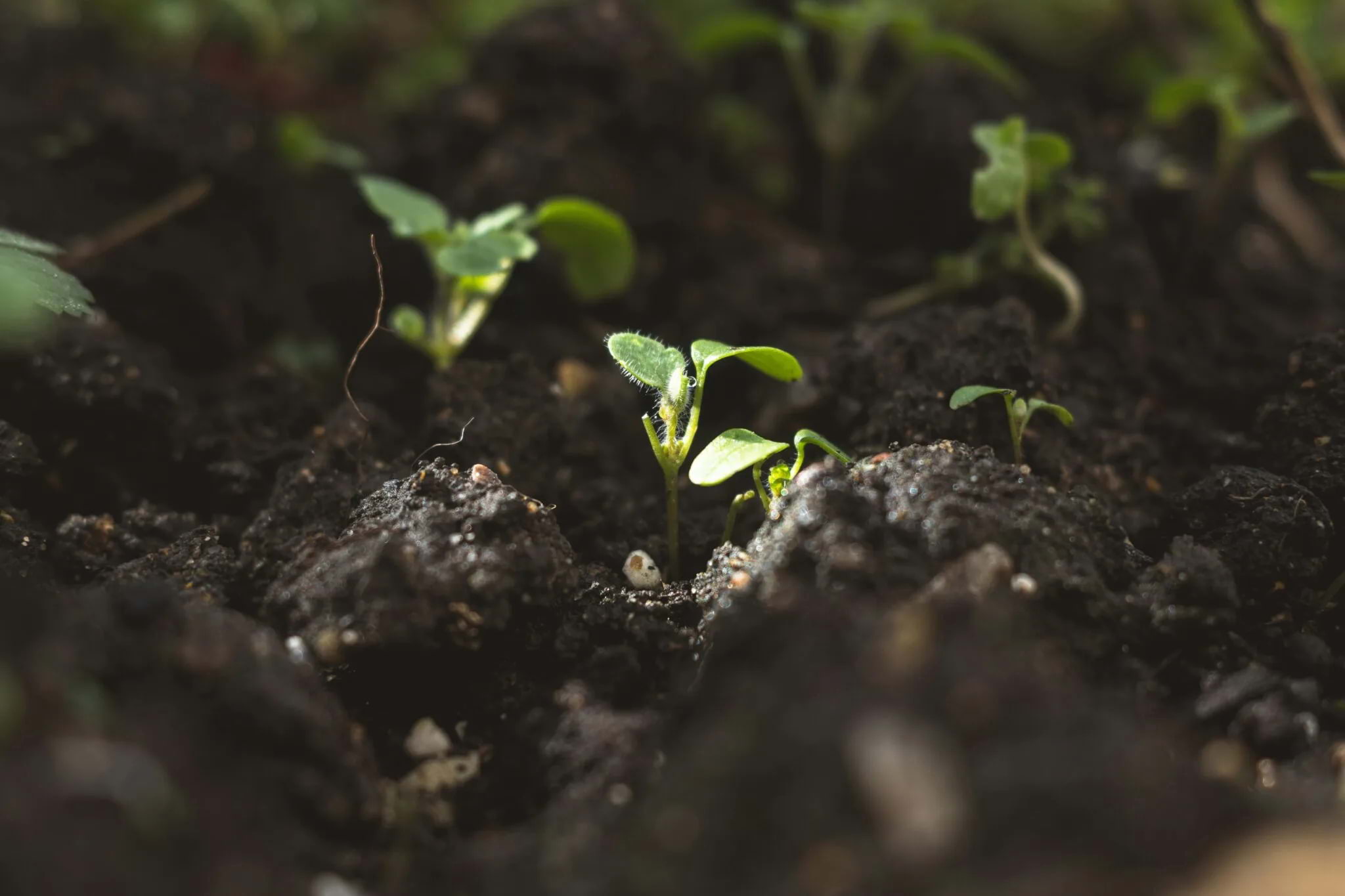 Foto: Elly M, 2024, A close up of small plants growing in dirt Spring survivors, Unsplash.