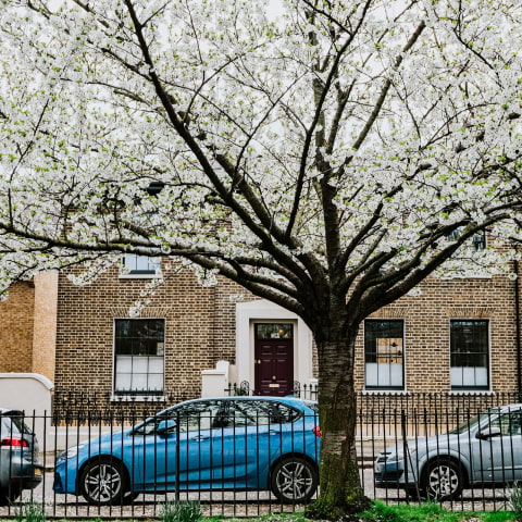Discover fascinating trees in South London on this guided walk