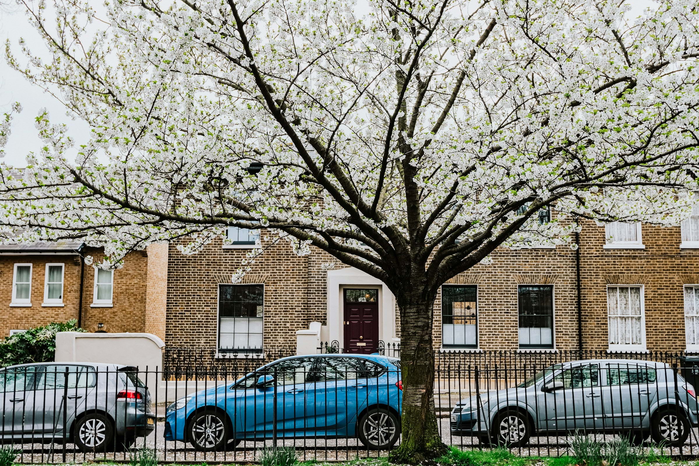 Discover fascinating trees in South London on this guided walk