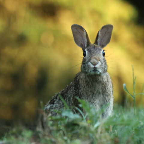 Enjoy an outdoor theatre performance of The Tale of Peter Rabbit