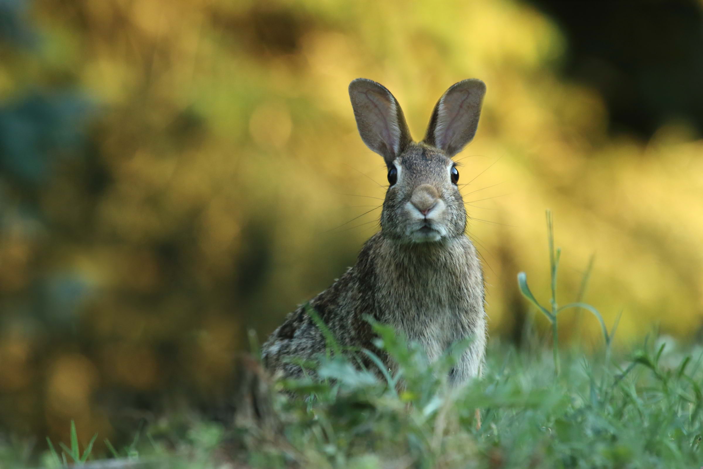 Enjoy an outdoor theatre performance of The Tale of Peter Rabbit