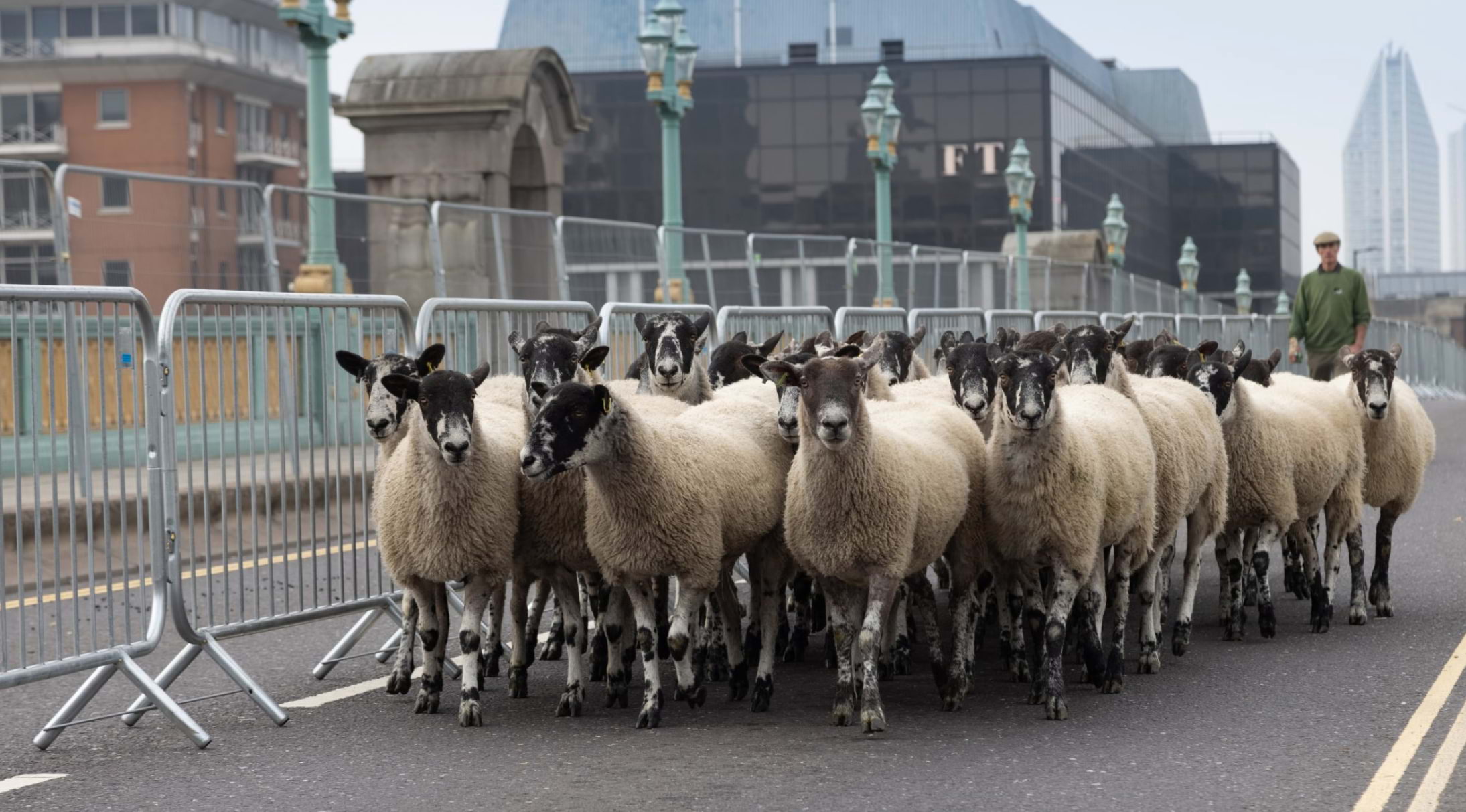 Join in with tradition at the Sheep Drive & Livery Fair