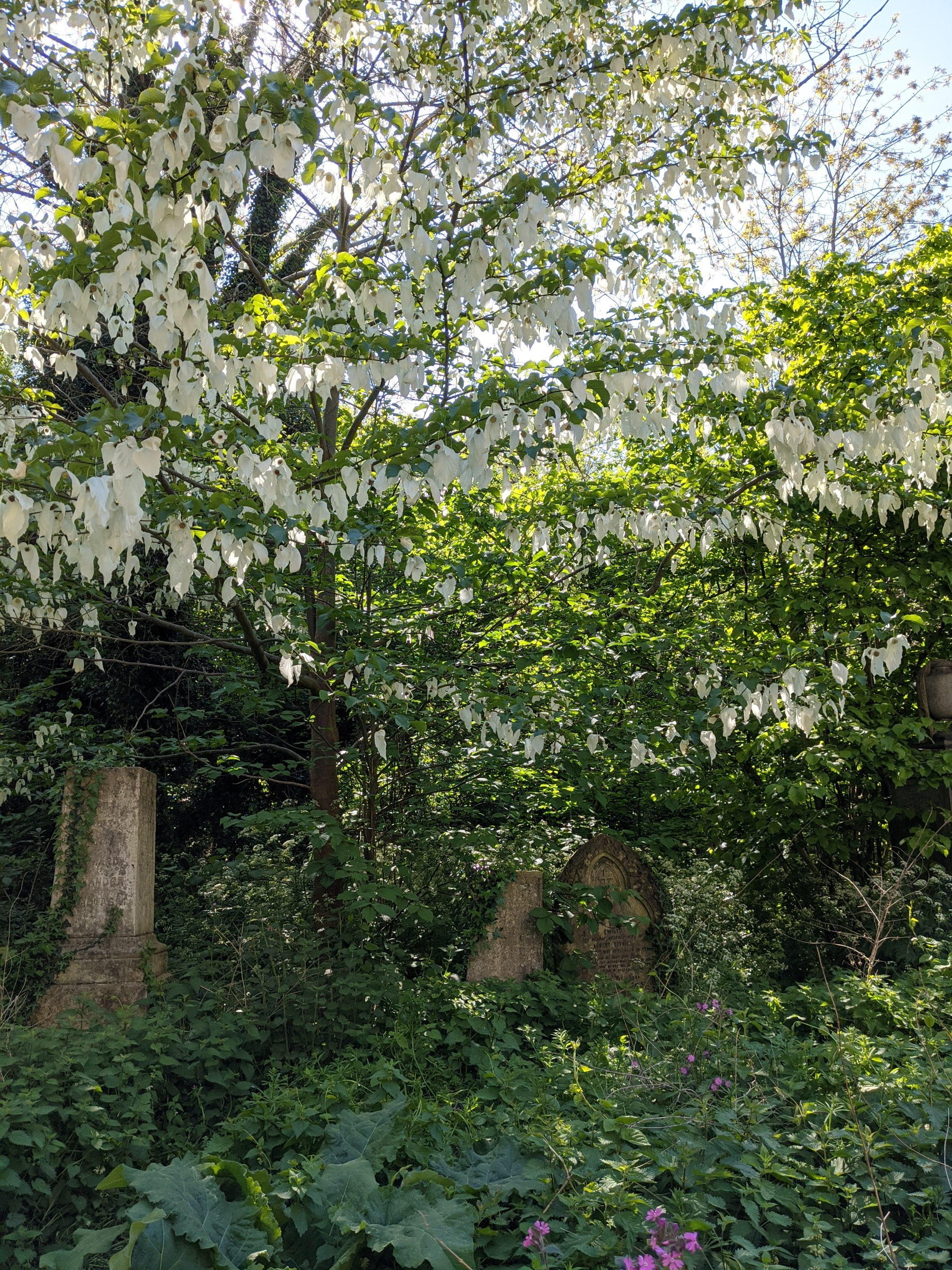 Photo from Abney Park Cemetery by Vesna D. (20/09/2022)