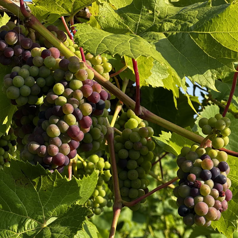 Photo from Åhus Vingård by Simon E. (12/09/2025)