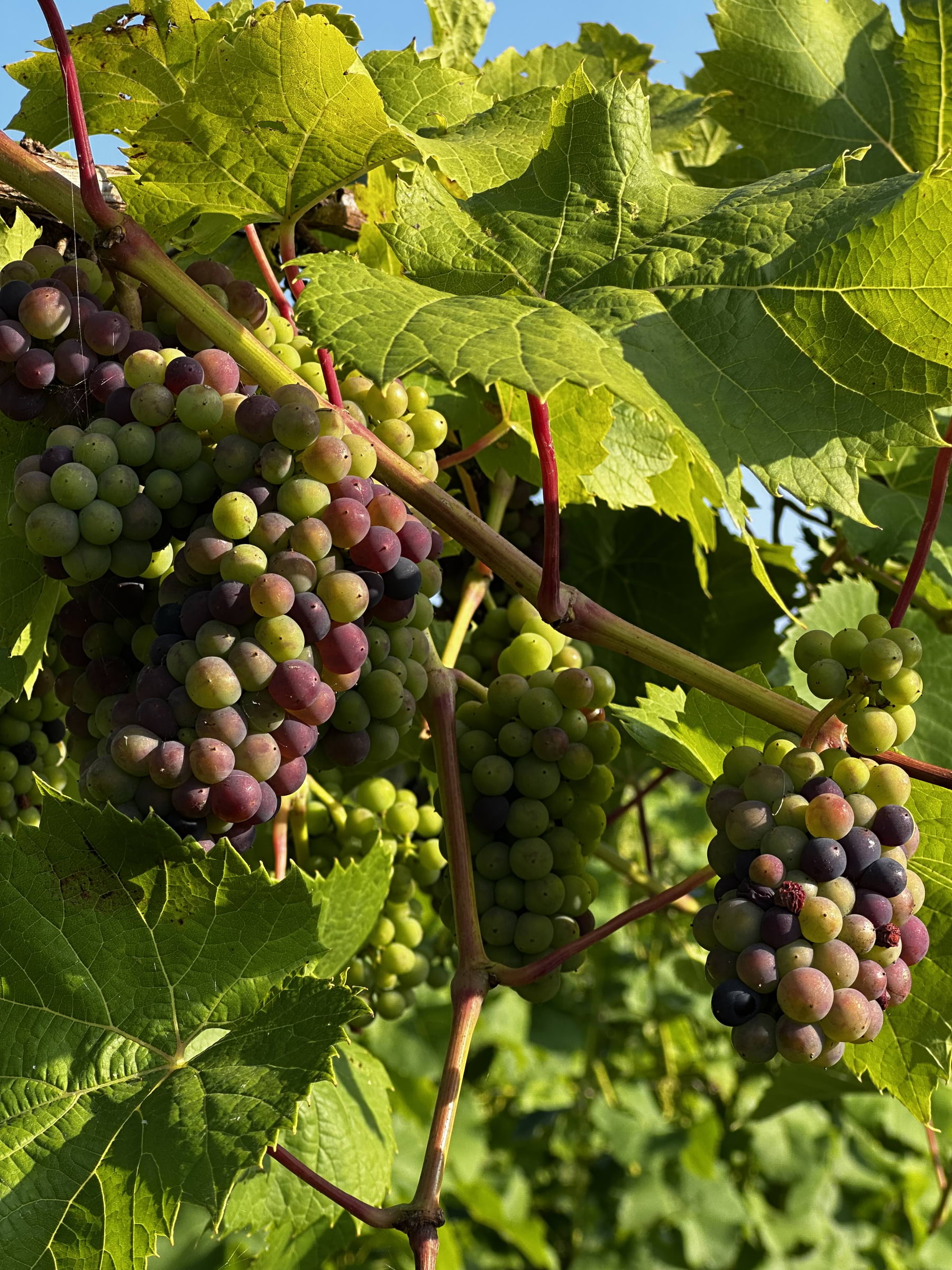 Photo from Åhus Vingård by Simon E. (12/09/2025)