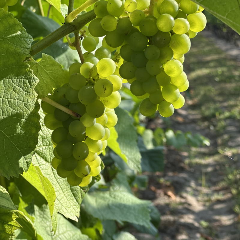 Photo from Åhus Vingård by Simon E. (12/09/2025)