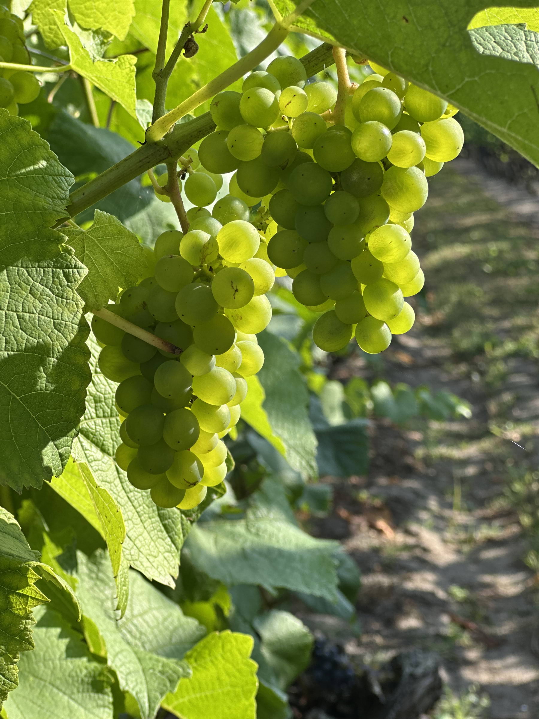 Photo from Åhus Vingård by Simon E. (12/09/2025)