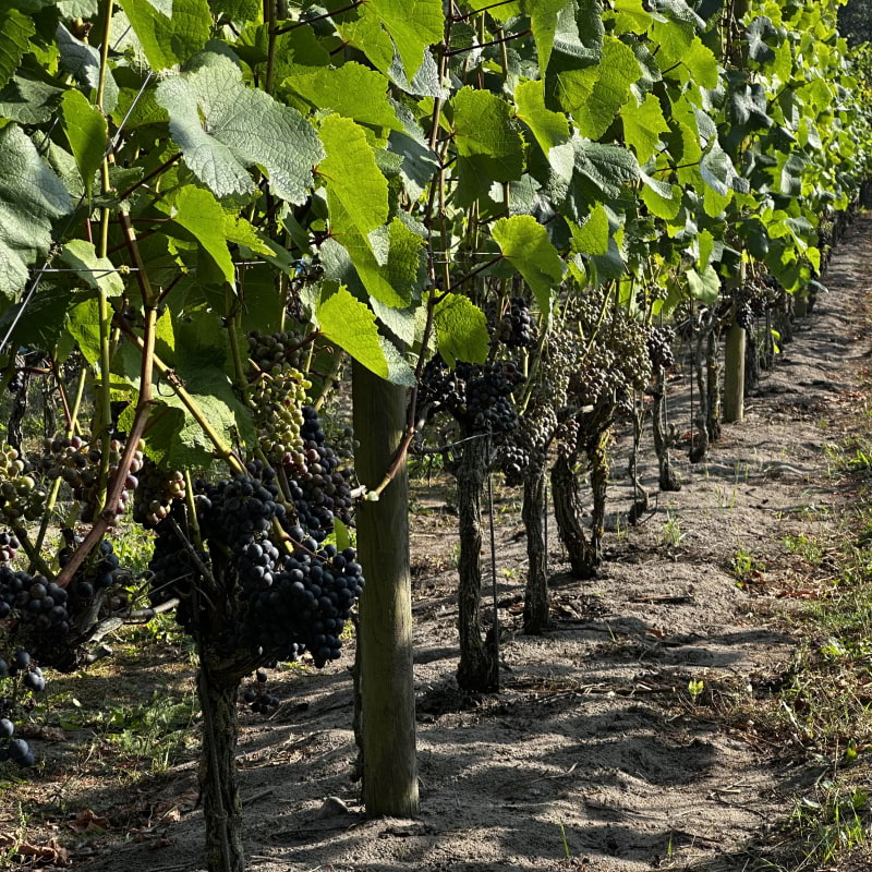 Photo from Åhus Vingård by Simon E. (12/09/2025)