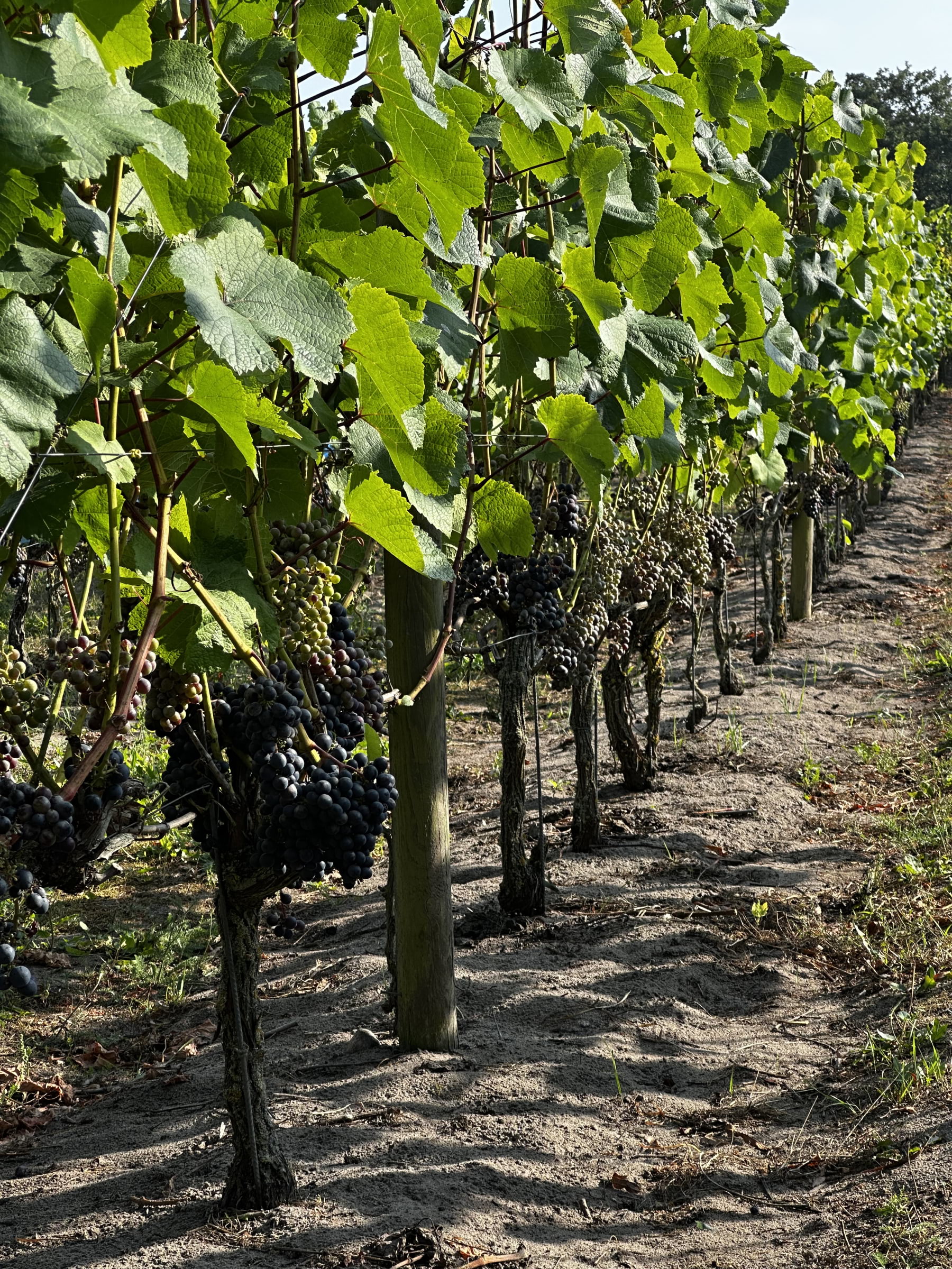 Photo from Åhus Vingård by Simon E. (12/09/2025)