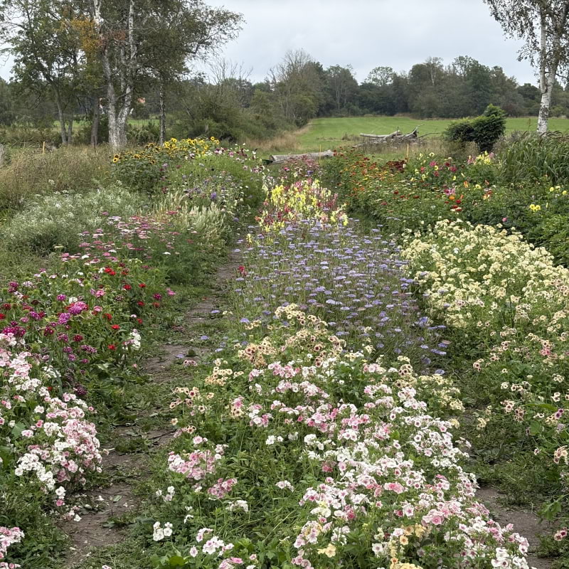 Självplock blommor – Bild från Pastamakarna Fårö av Jessica K. (2025-08-31)