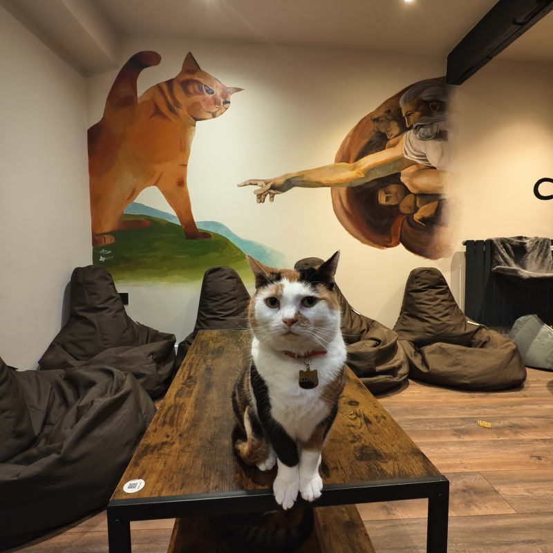 Photo from Cat-titude Cat Caf&eacute; by Yoanna&nbsp; (02/07/2026)