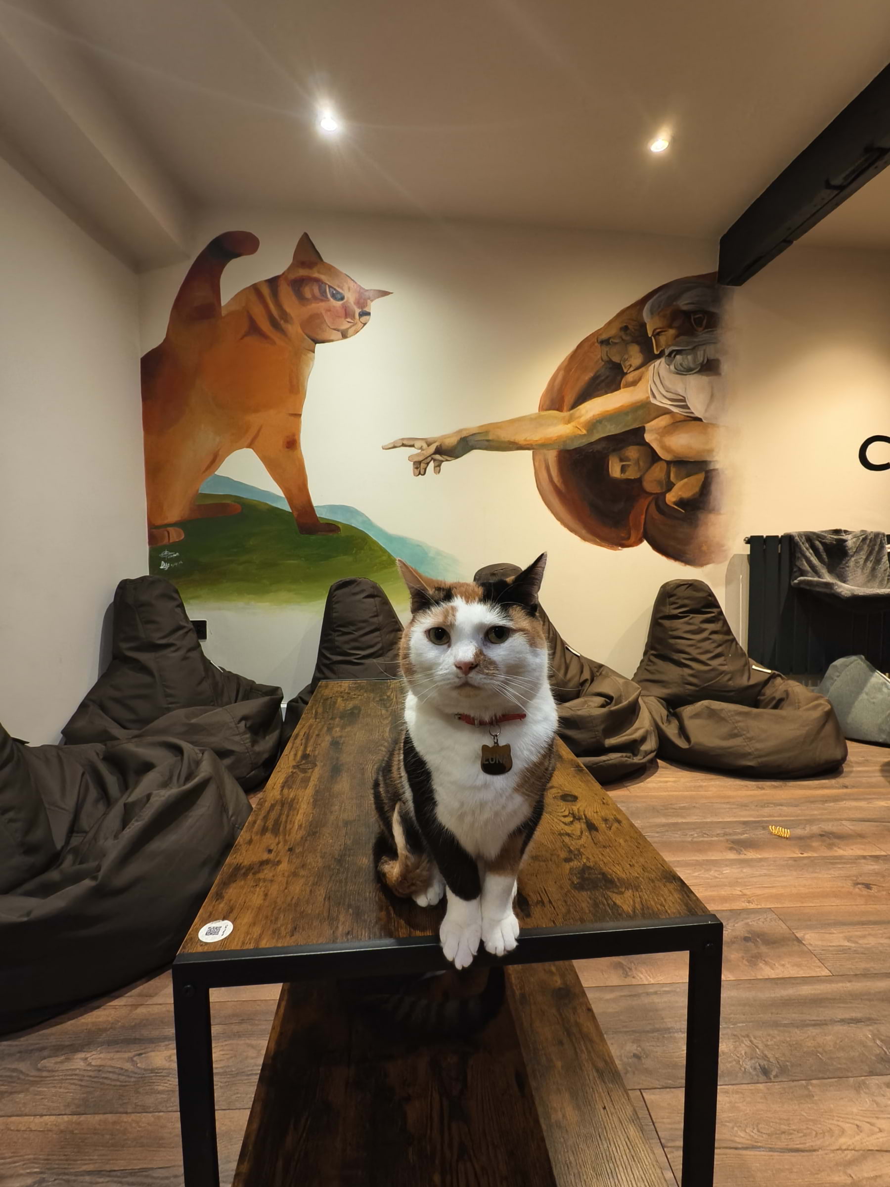Photo from Cat-titude Cat Caf&eacute; by Yoanna&nbsp; (02/07/2026)