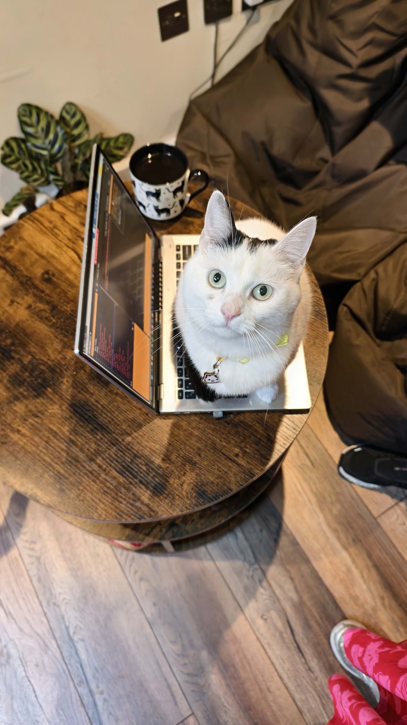 Photo from Cat-titude Cat Caf&eacute; by Yoanna&nbsp; (02/07/2026)