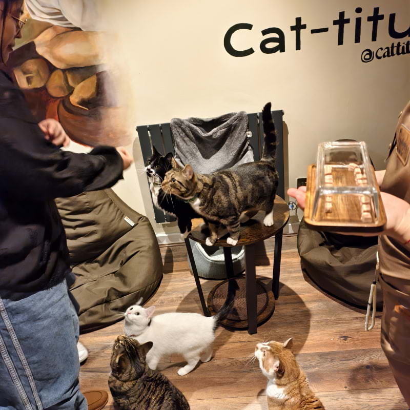 Photo from Cat-titude Cat Caf&eacute; by Yoanna&nbsp; (02/07/2026)