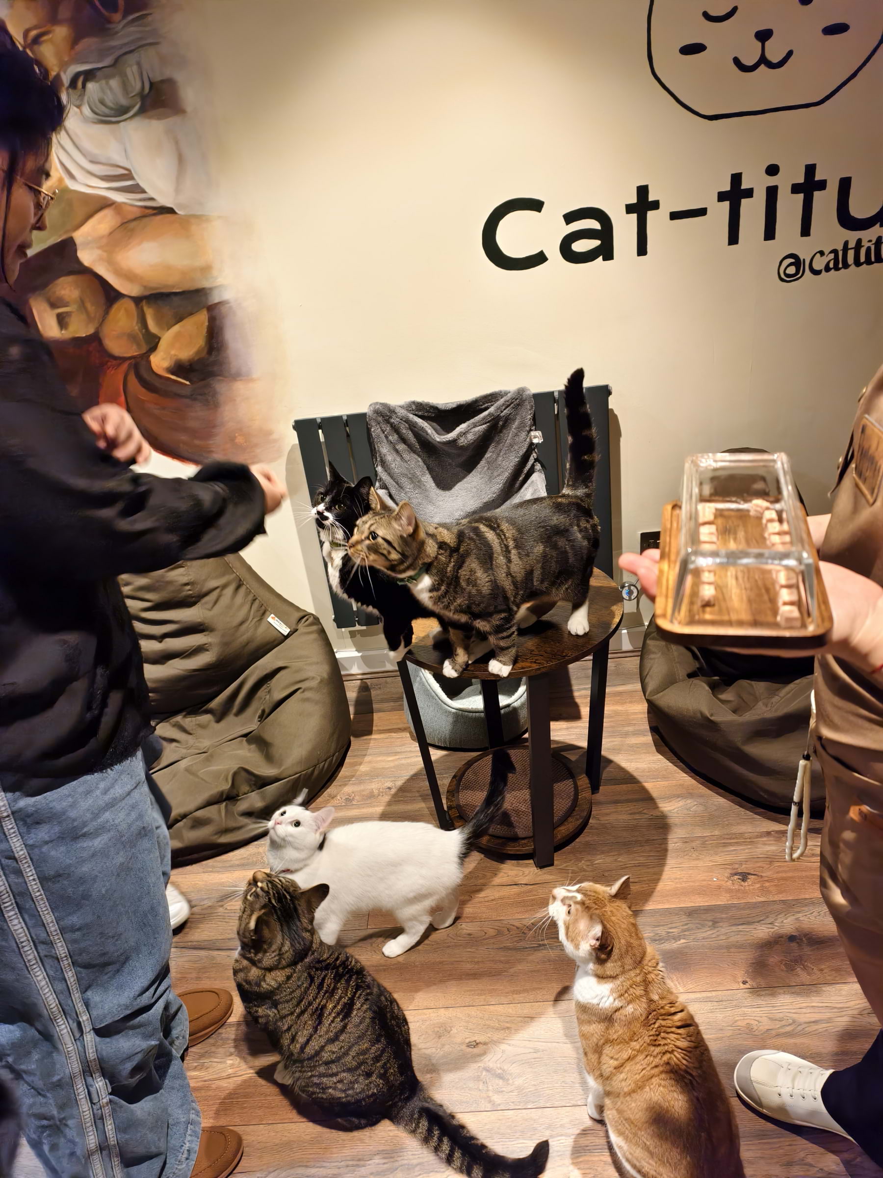Photo from Cat-titude Cat Caf&eacute; by Yoanna&nbsp; (02/07/2026)