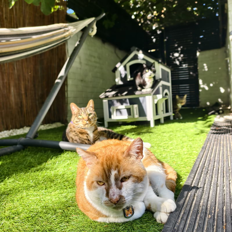 Photo from Cat-titude Cat Caf&eacute; by Yoanna&nbsp; (02/07/2026)