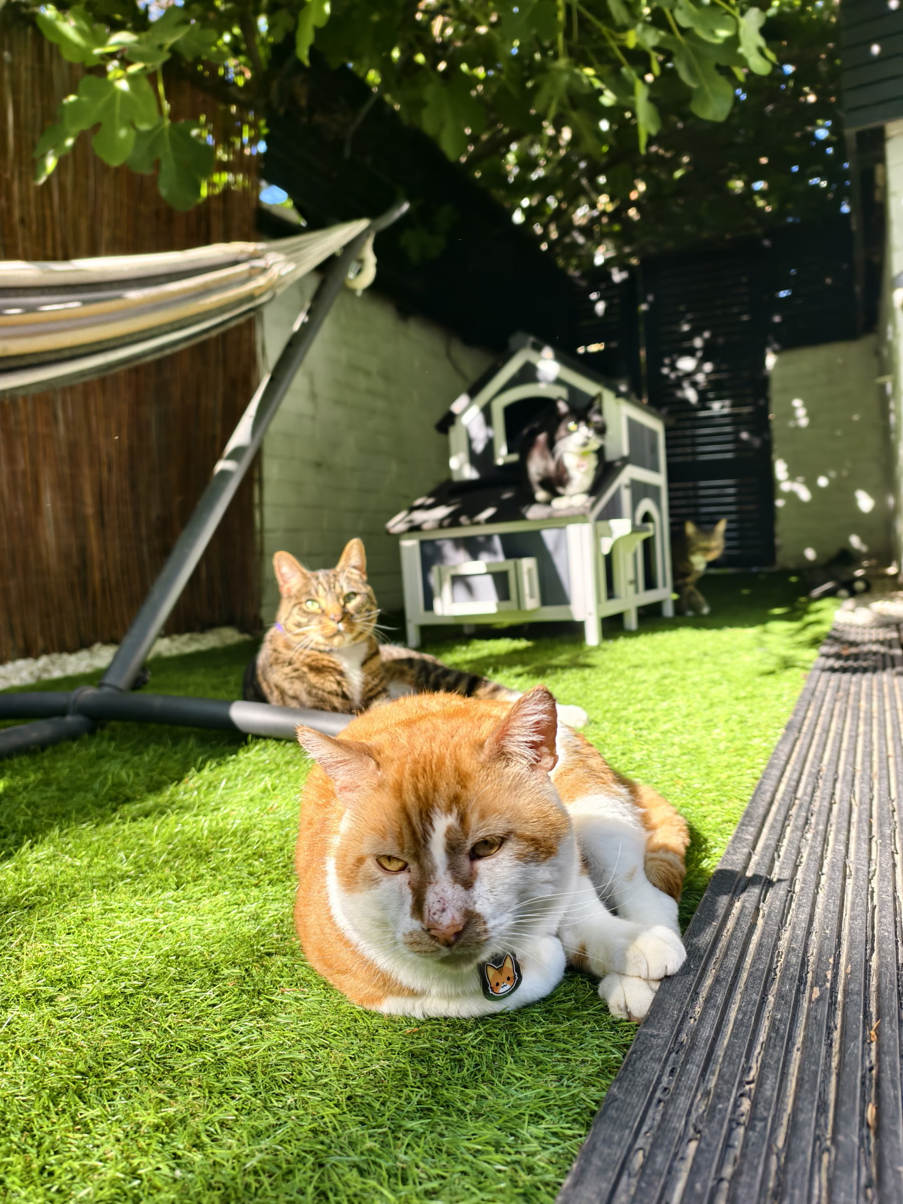 Photo from Cat-titude Cat Caf&eacute; by Yoanna&nbsp; (02/07/2026)