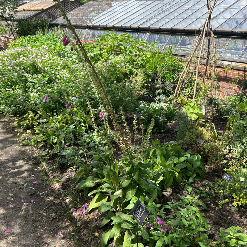 Chelsea Physic Garden – Photo from Chelsea Physic Garden by David L. (13/08/2024)