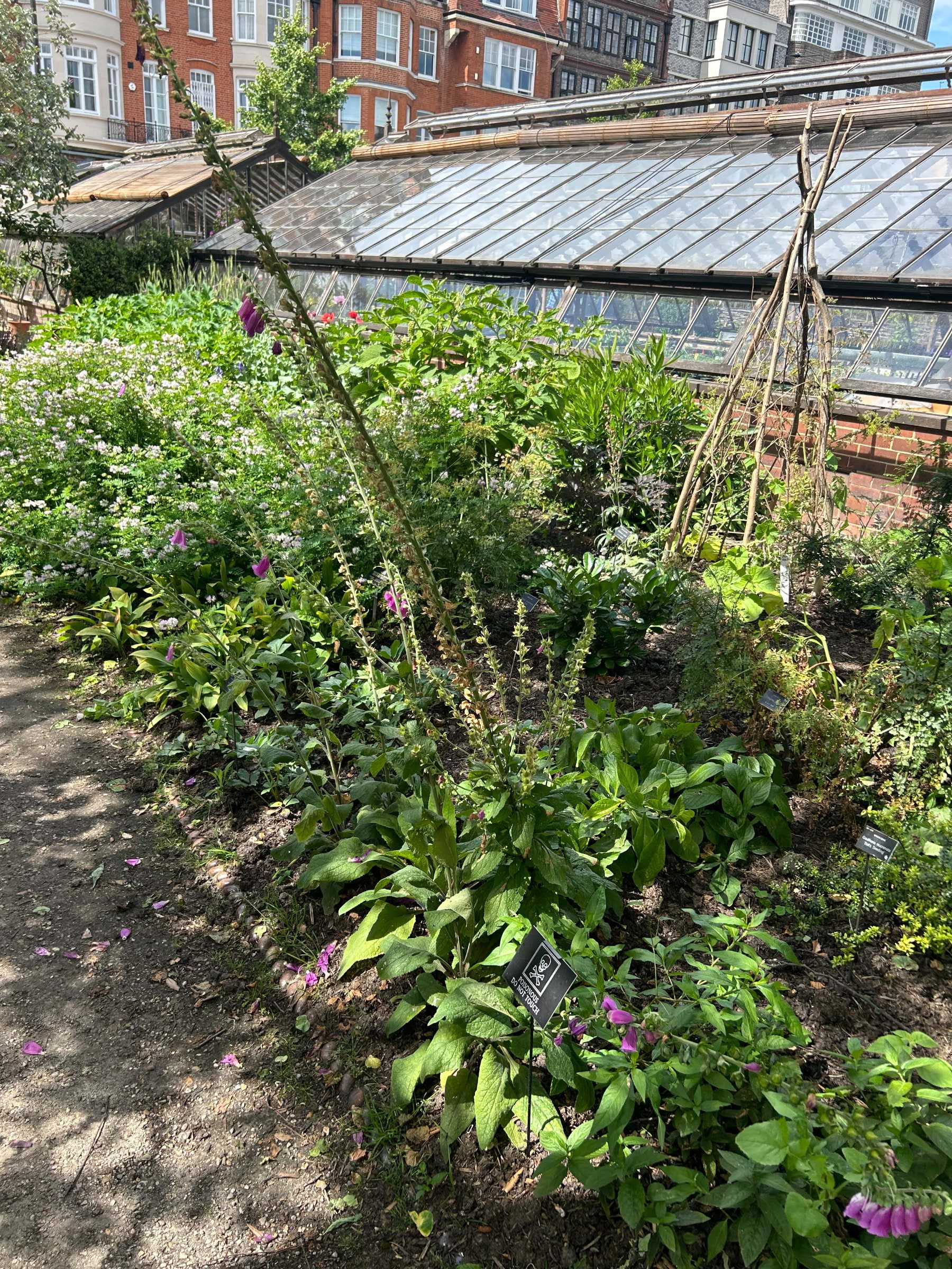 Chelsea Physic Garden – Photo from Chelsea Physic Garden by David L. (13/08/2024)