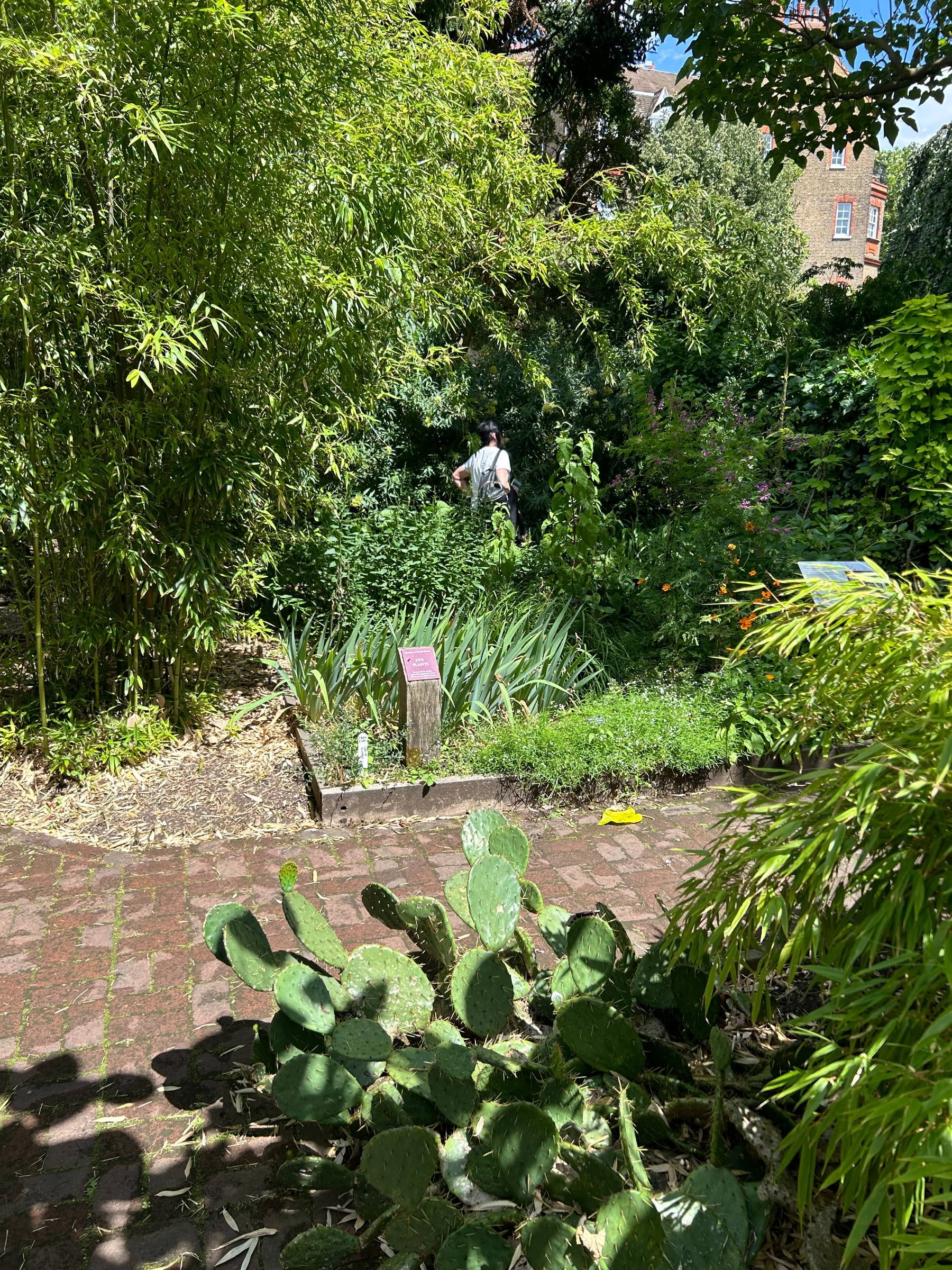 Chelsea Physic Garden – Photo from Chelsea Physic Garden by David L. (13/08/2024)